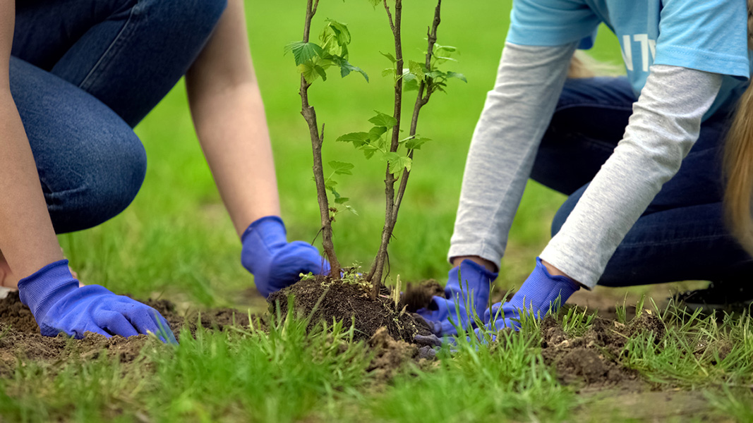 Actividades de Responsabilidad Social Corporativa Plantacion de árboles